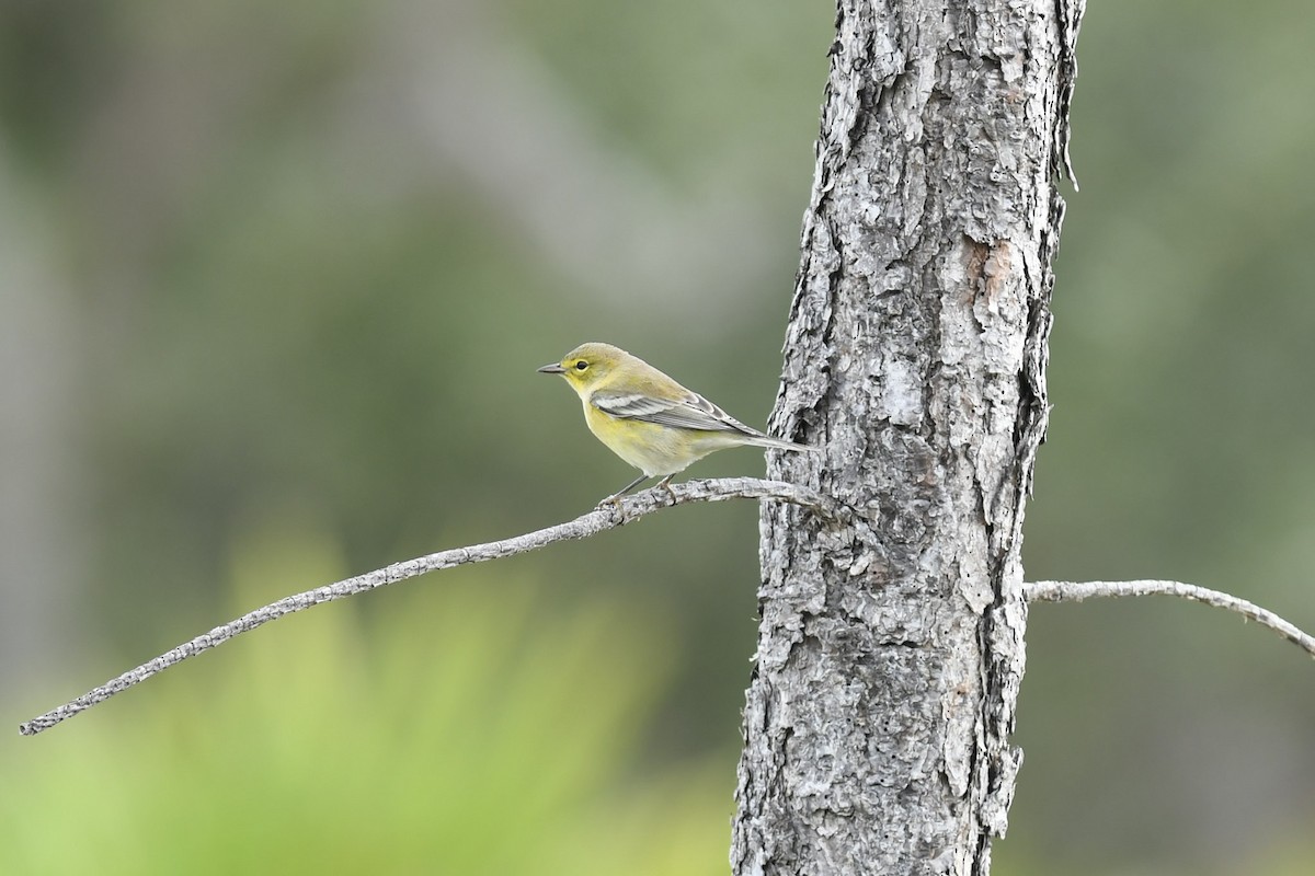 Pine Warbler - ML522686871