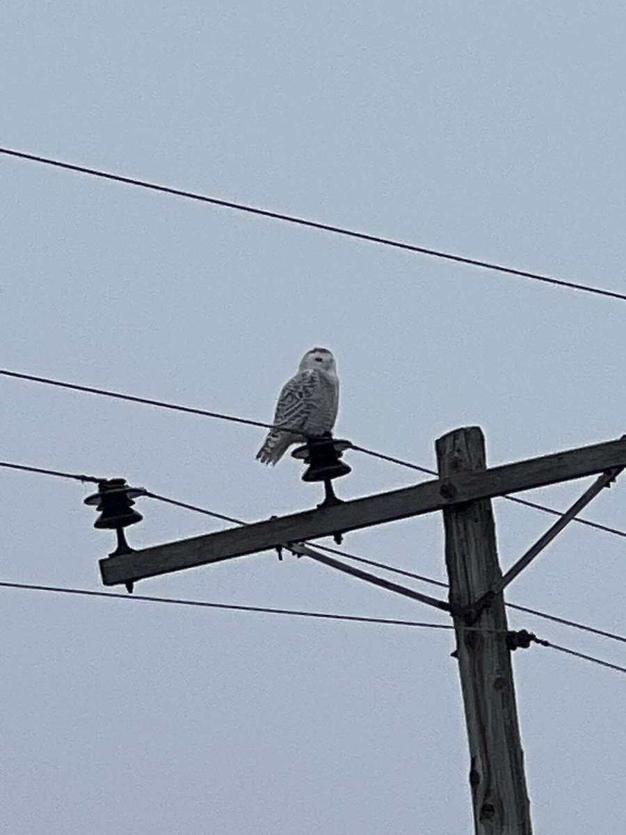 Snowy Owl - ML522687461