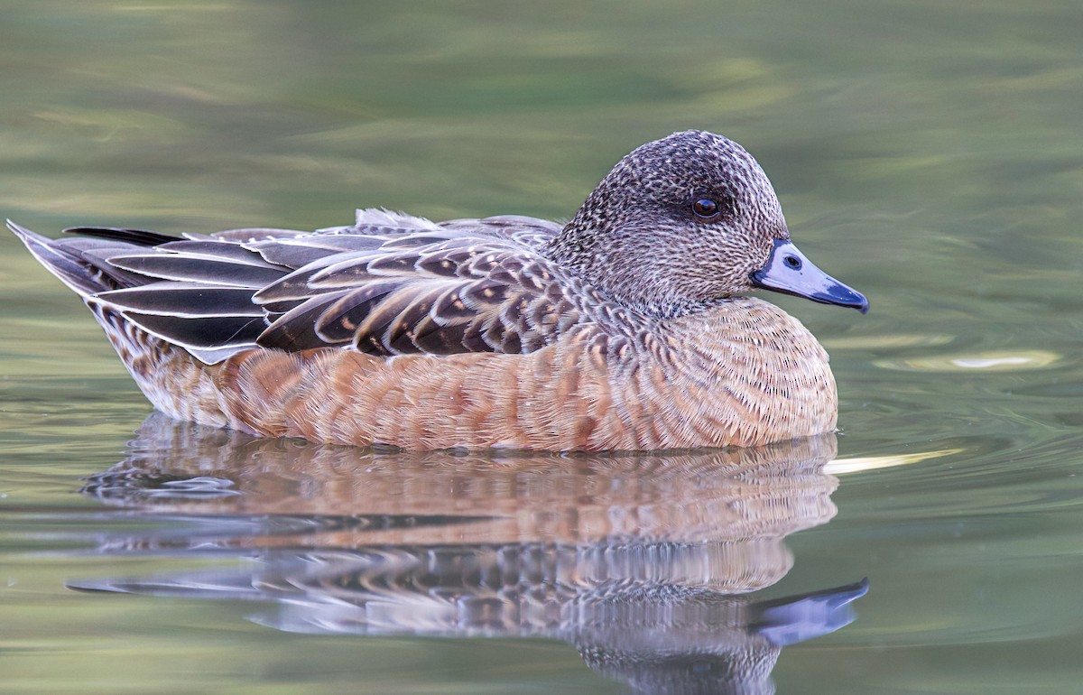 American Wigeon - ML522687561