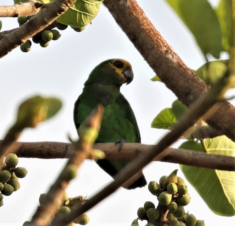 Yellow-fronted Parrot - ML522689051