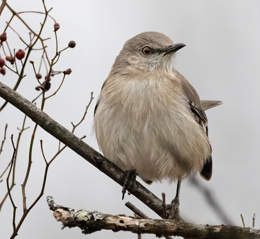 Northern Mockingbird - ML522689631