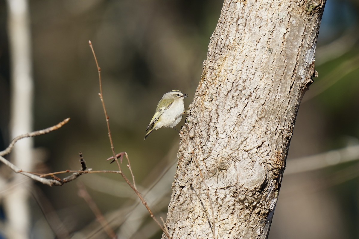 Golden-crowned Kinglet - ML522690071
