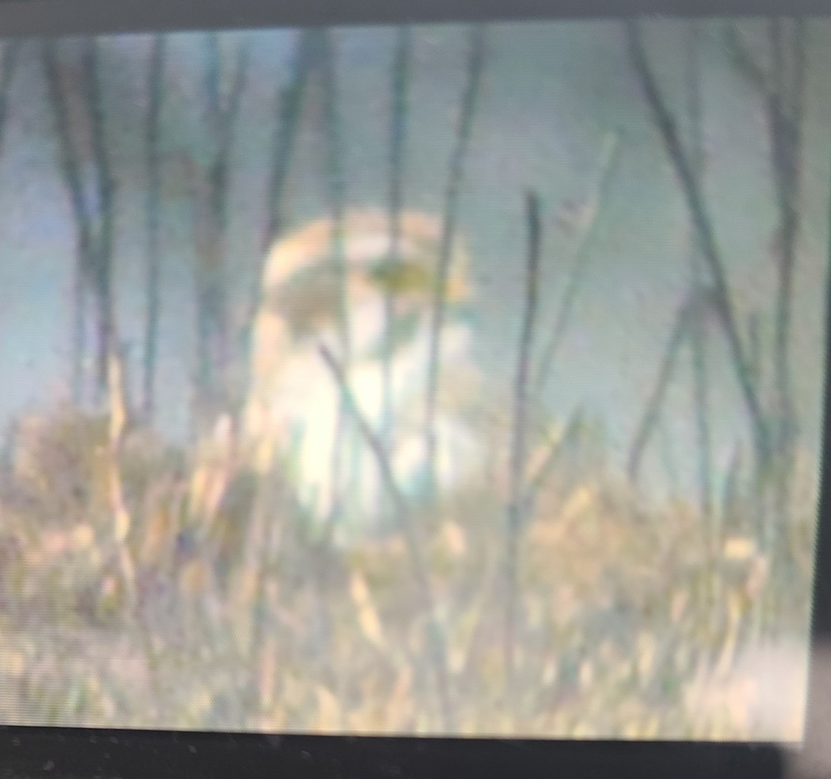 Prairie Falcon - ML522690571
