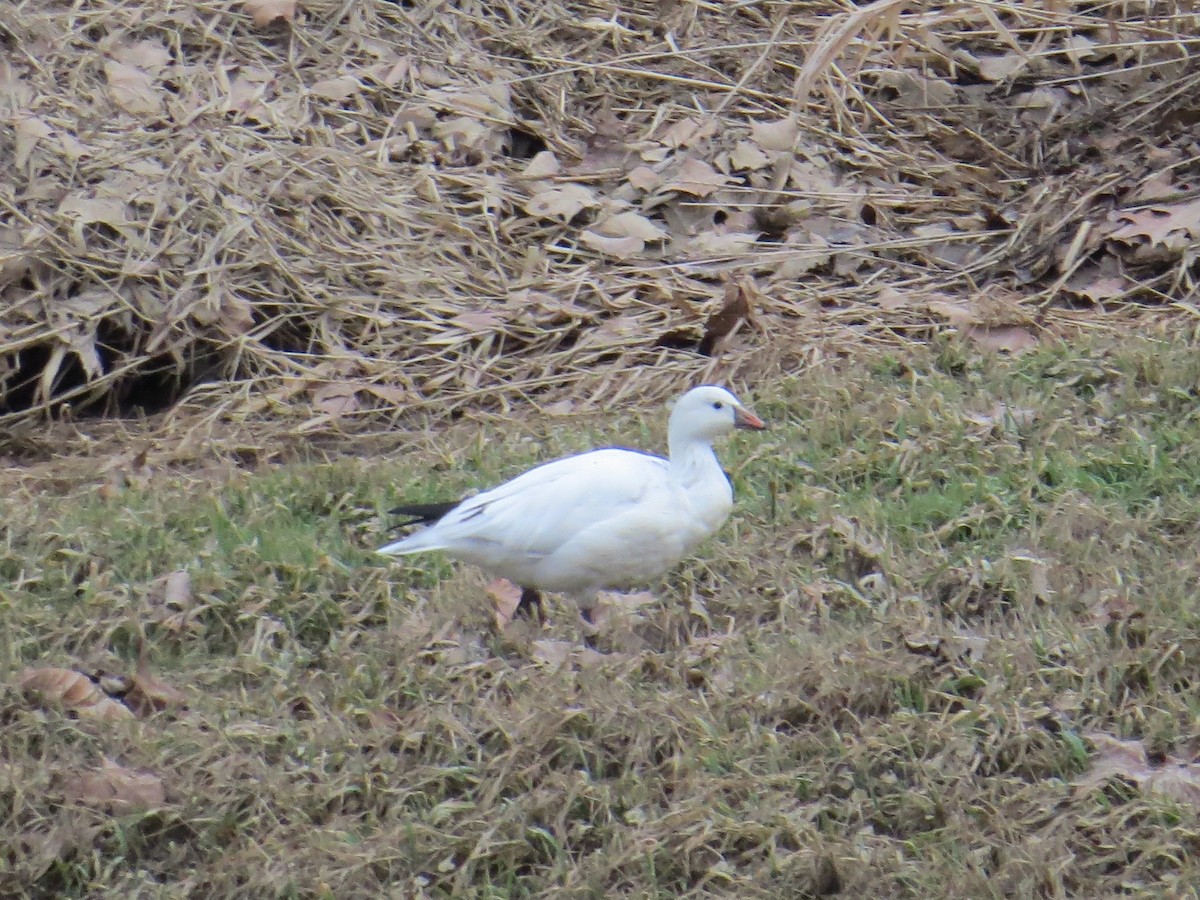 Ross's Goose - ML522690771