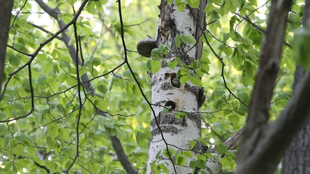 Gray-headed Woodpecker - ML522690881