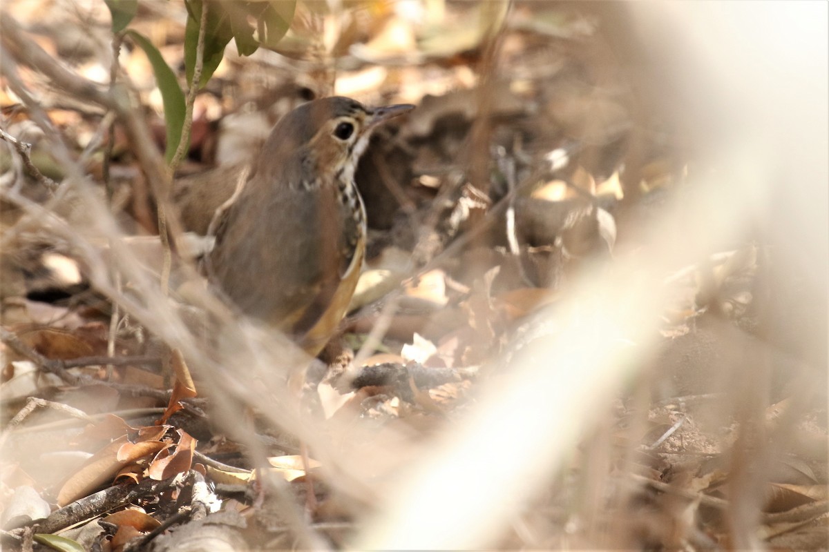 White-browed Antpitta - ML522692721