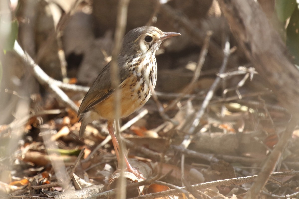 White-browed Antpitta - ML522692751