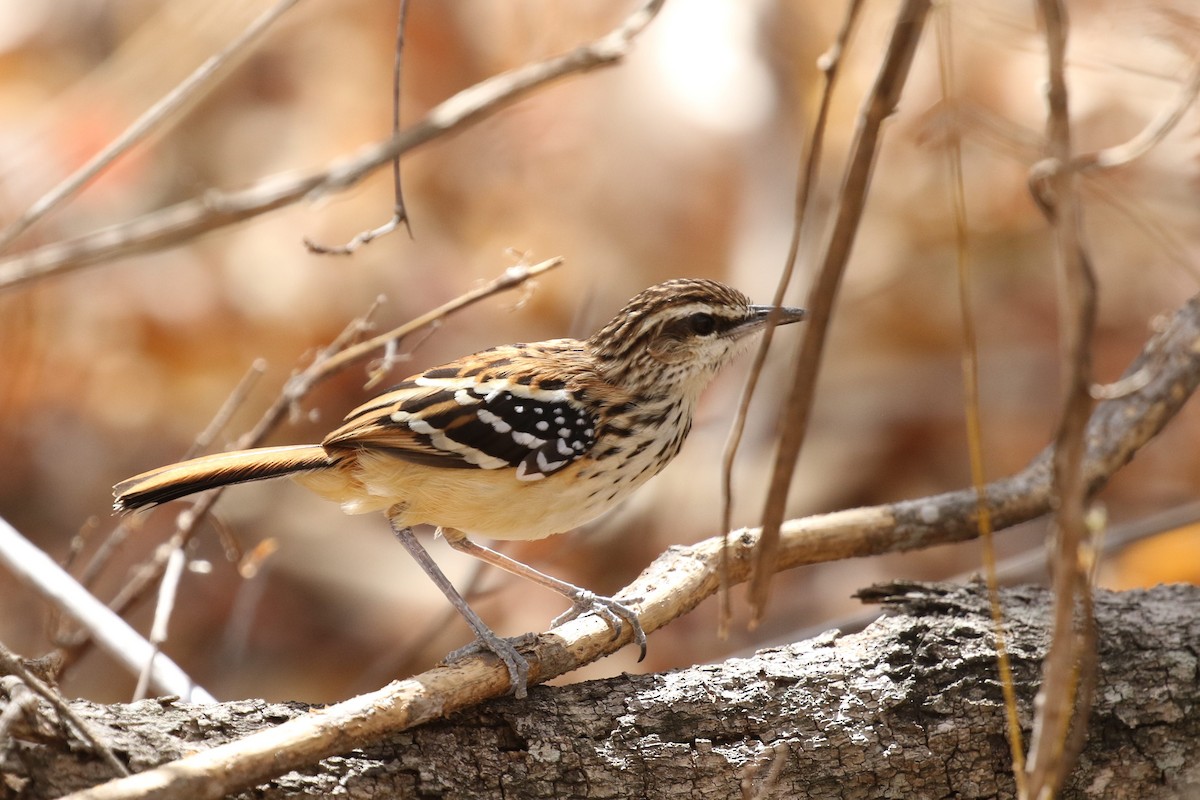 Stripe-backed Antbird - ML522693231