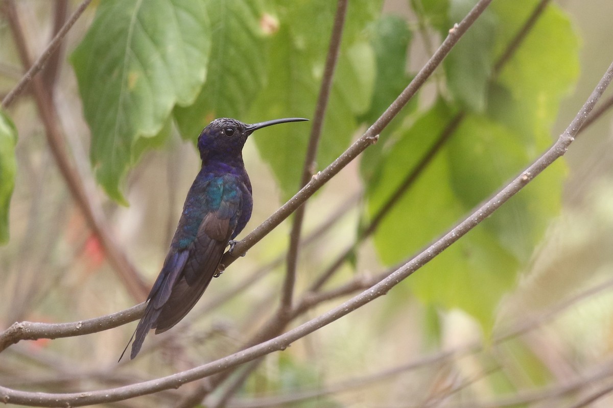 Colibrí Golondrina - ML522693431