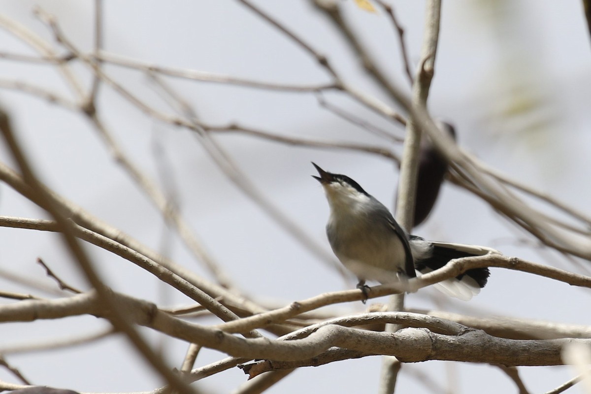 Tropical Gnatcatcher - ML522693601