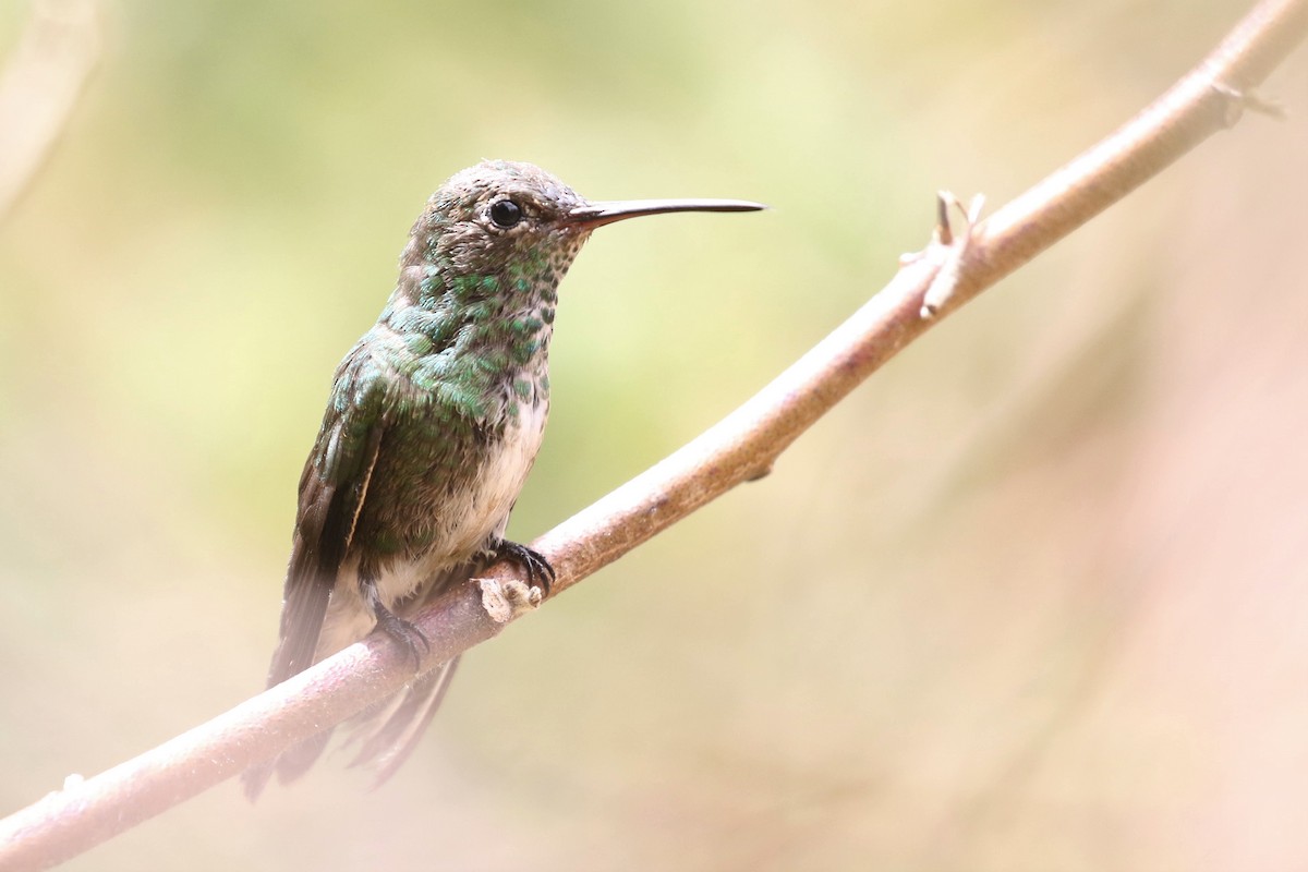 Glittering-throated Emerald - Federico Schulz