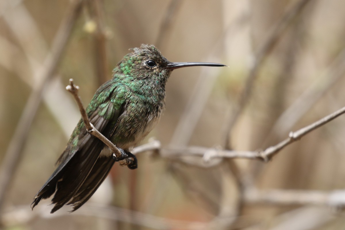 Glittering-throated Emerald - ML522694671