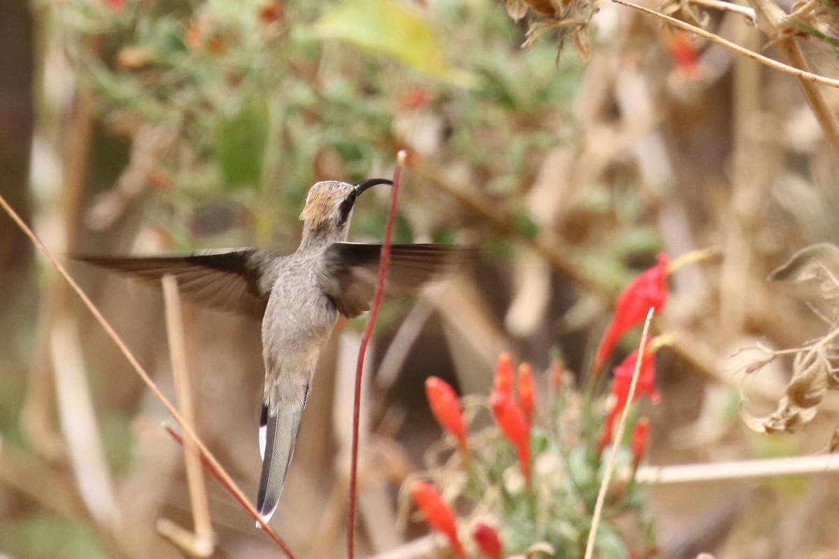 Caatingaschattenkolibri - ML522694751