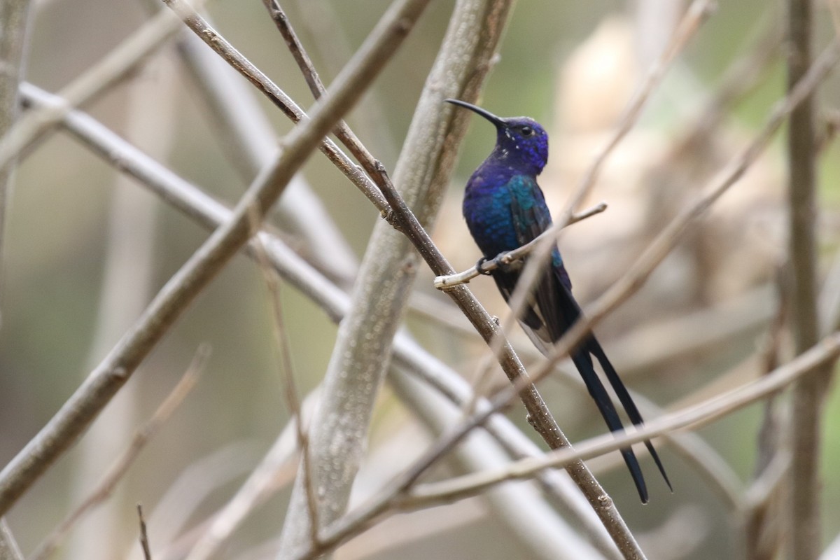 Colibrí Golondrina - ML522694911