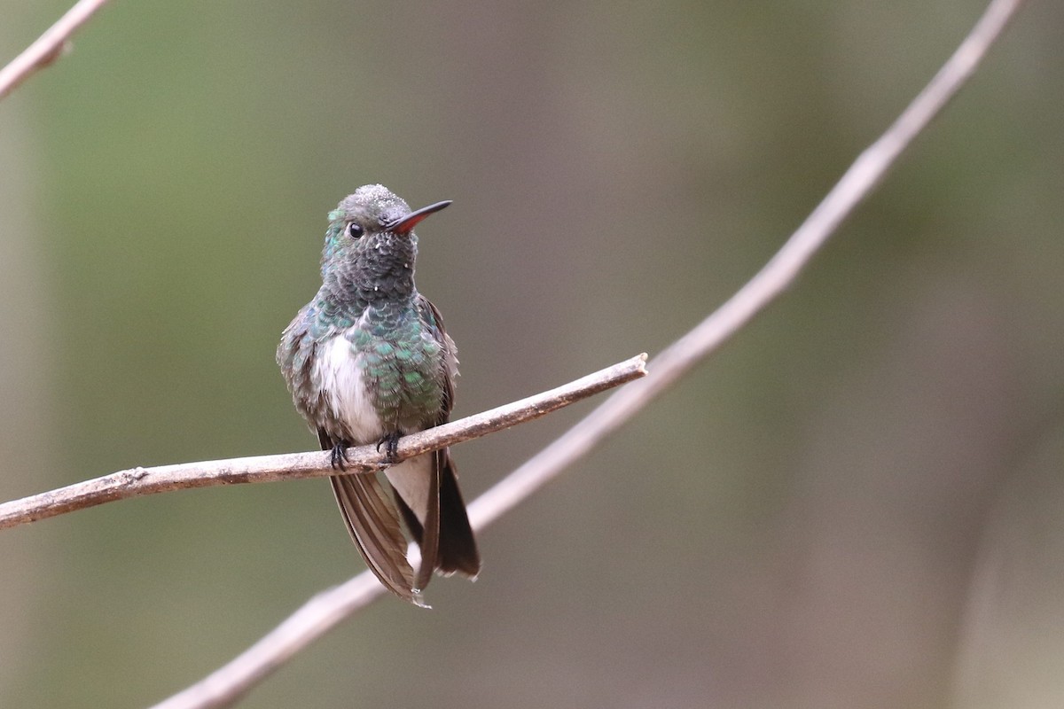 Glittering-throated Emerald - Federico Schulz