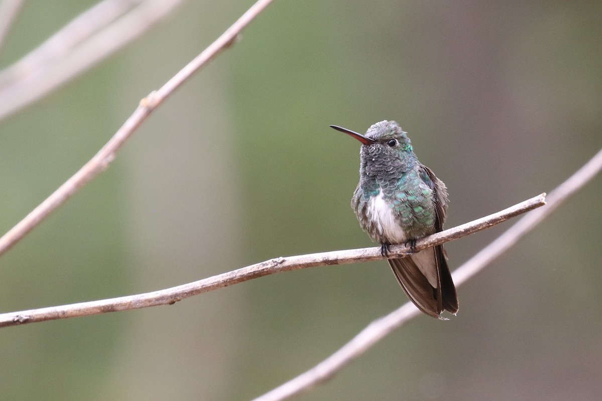 Glittering-throated Emerald - ML522694991