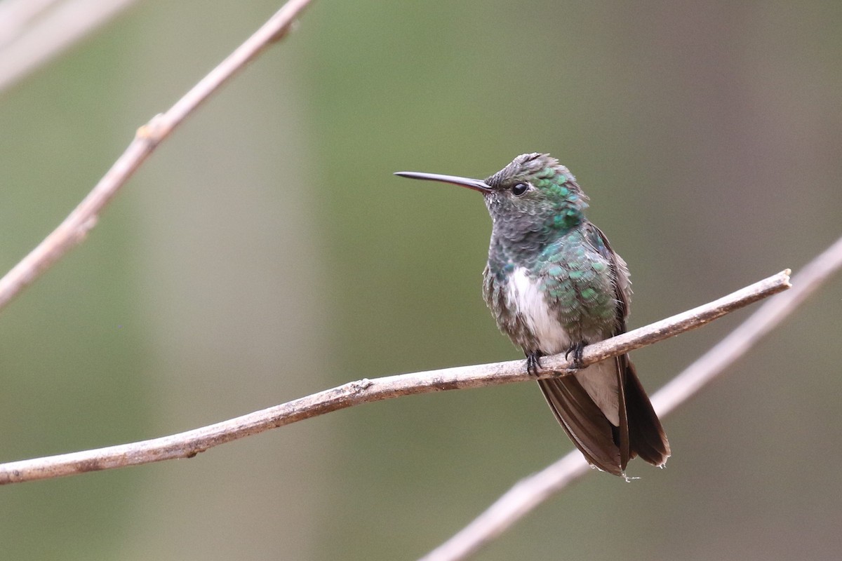 Glittering-throated Emerald - ML522695011