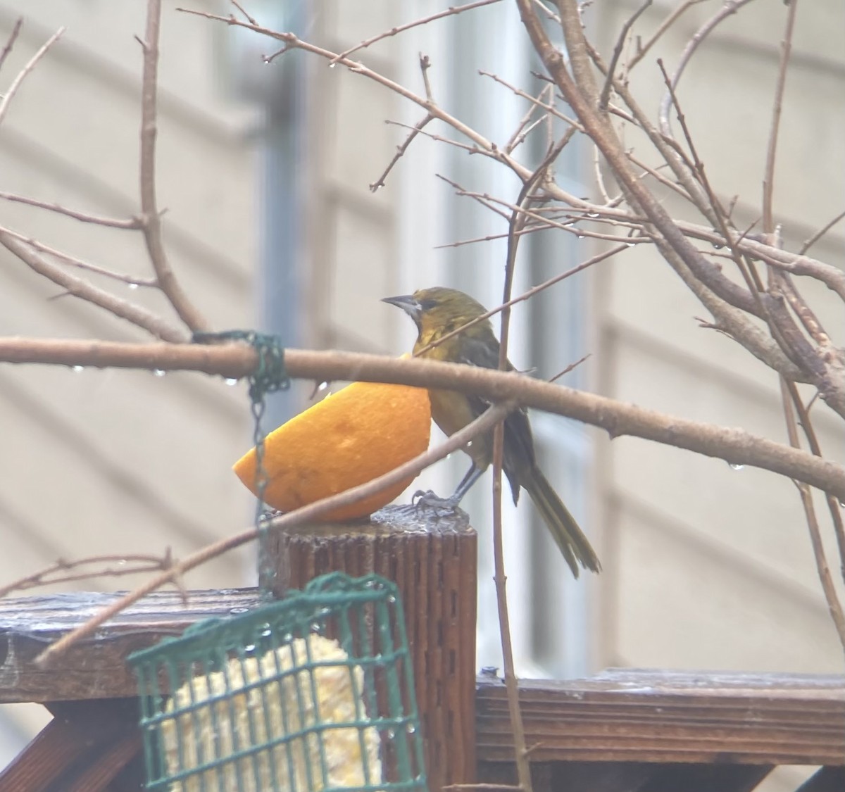 Streak-backed Oriole - ML522695521