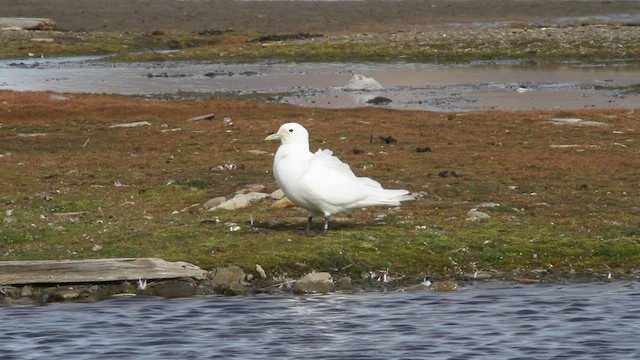 Ivory Gull - ML522695691