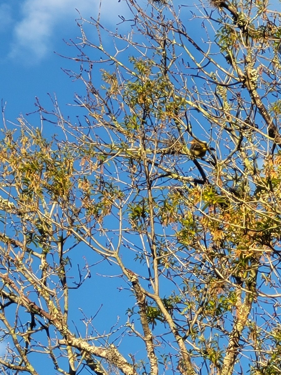 Western Tanager - ML522696821