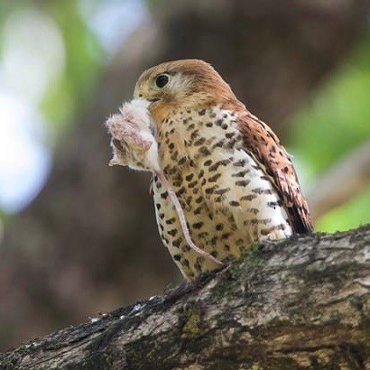 Mauritius Kestrel - ML522696851