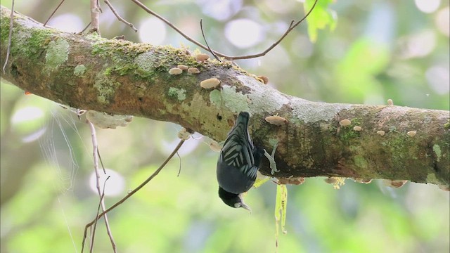 Blue Nuthatch - ML522697531