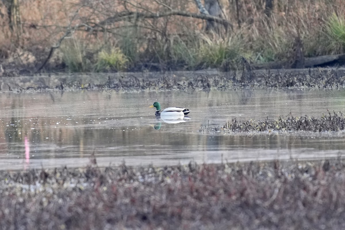 Canard colvert - ML522697651