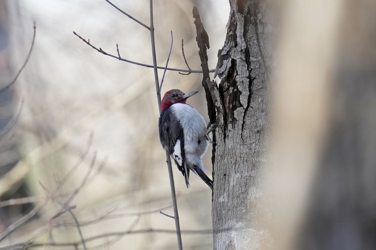 Red-headed Woodpecker - Melanie Crawford