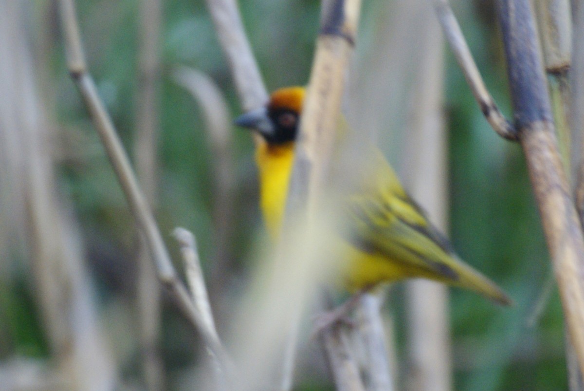 Southern Masked-Weaver - ML522699031