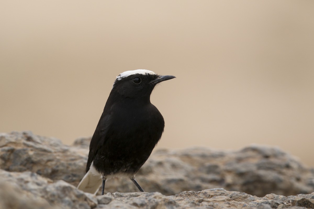 White-crowned Wheatear - ML522699571