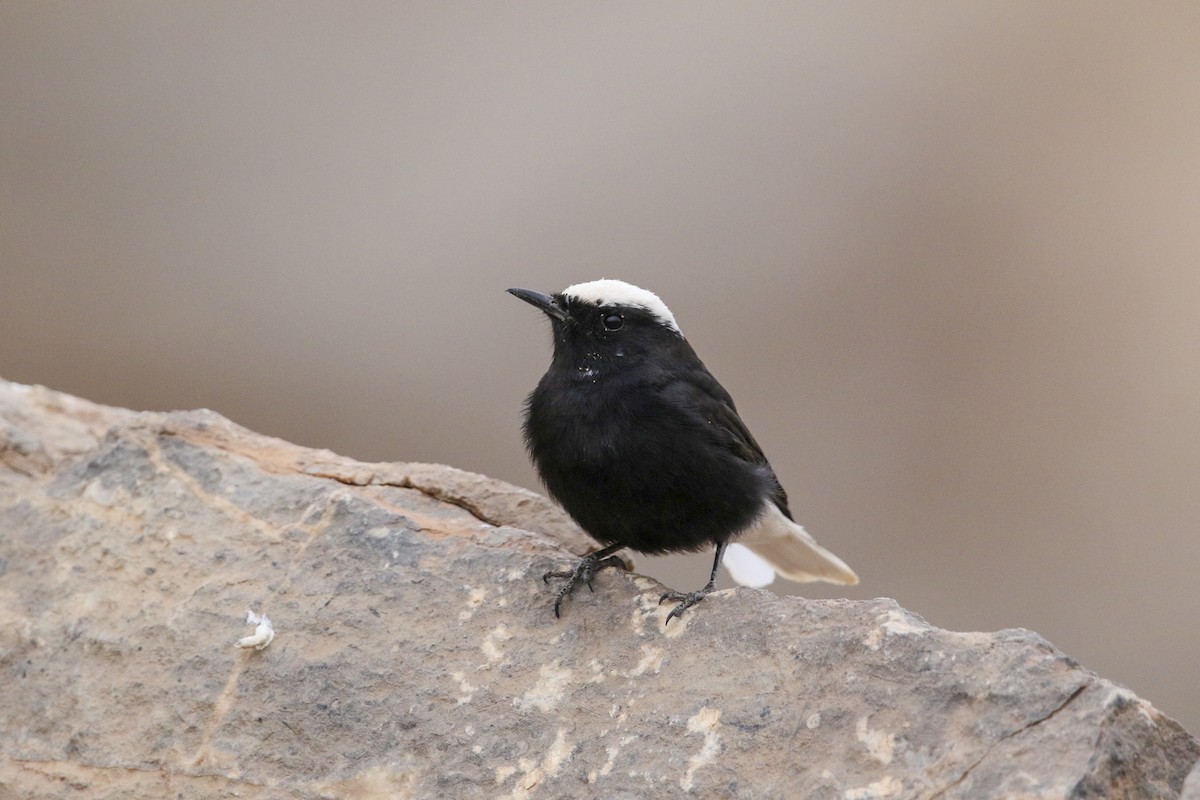 White-crowned Wheatear - Wojciech Janecki