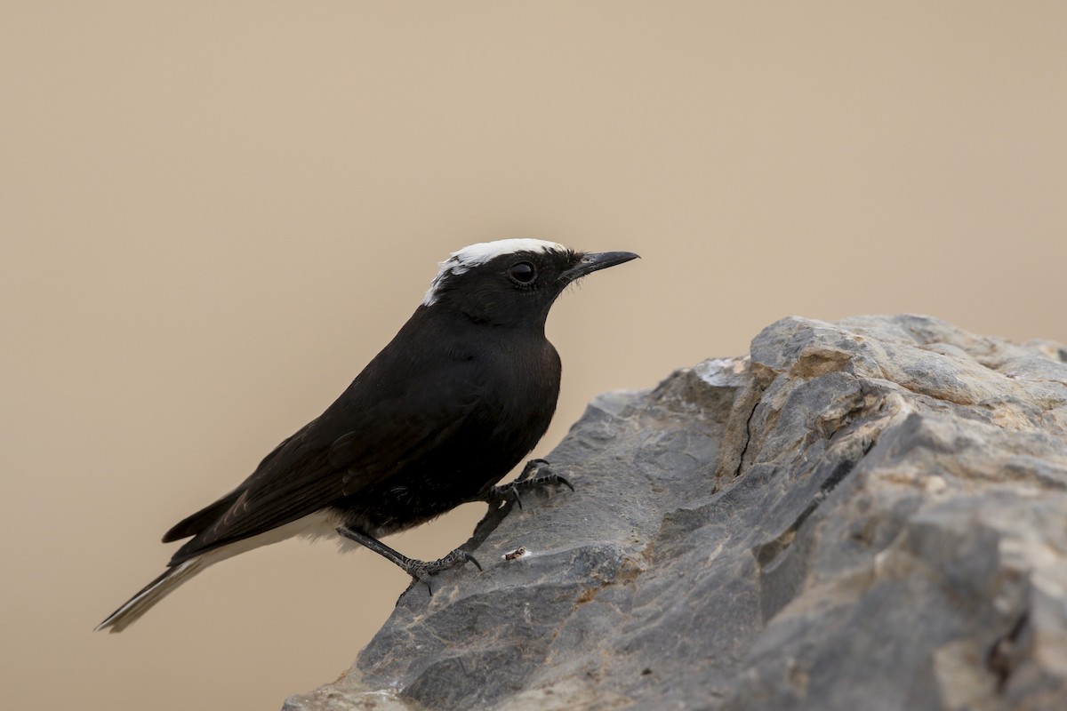 White-crowned Wheatear - Wojciech Janecki