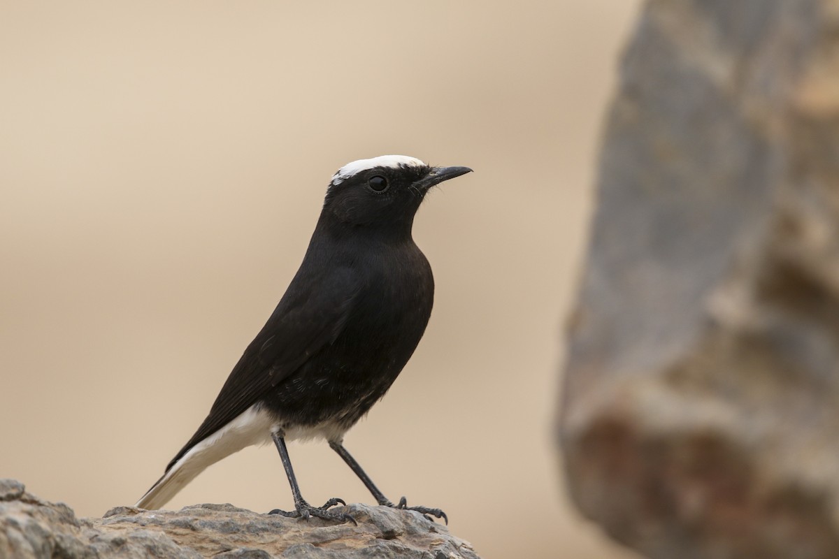 White-crowned Wheatear - ML522699631