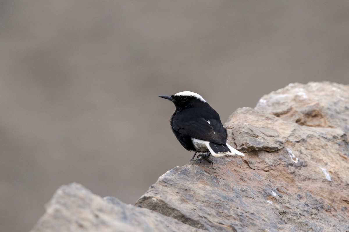 White-crowned Wheatear - Wojciech Janecki