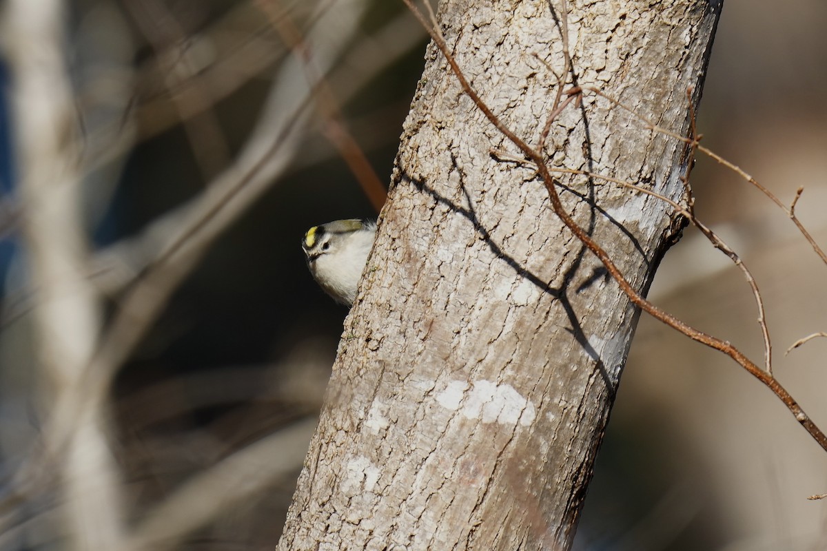 Golden-crowned Kinglet - ML522700611