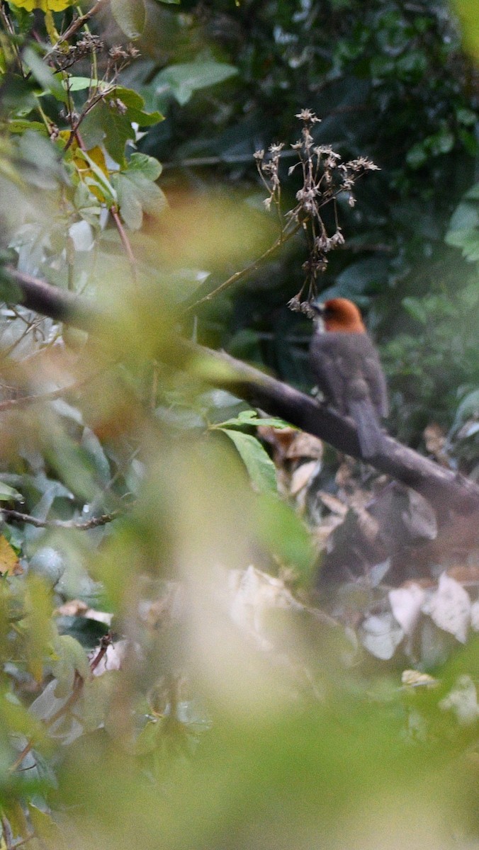 Rufous-eared Brushfinch - ML522701961