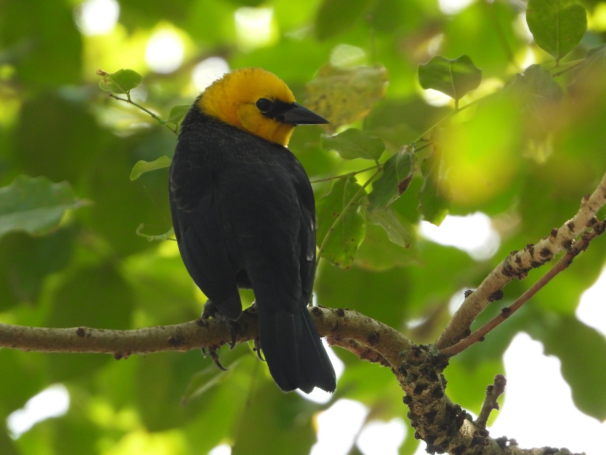 Yellow-hooded Blackbird - Jose Fernando Sanchez O.