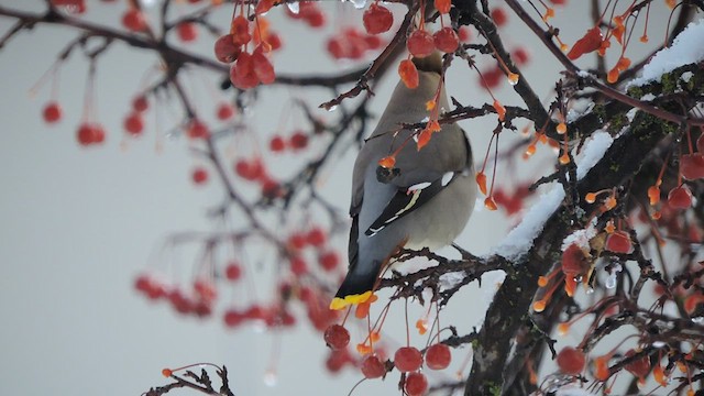 Bohemian Waxwing - ML522703551