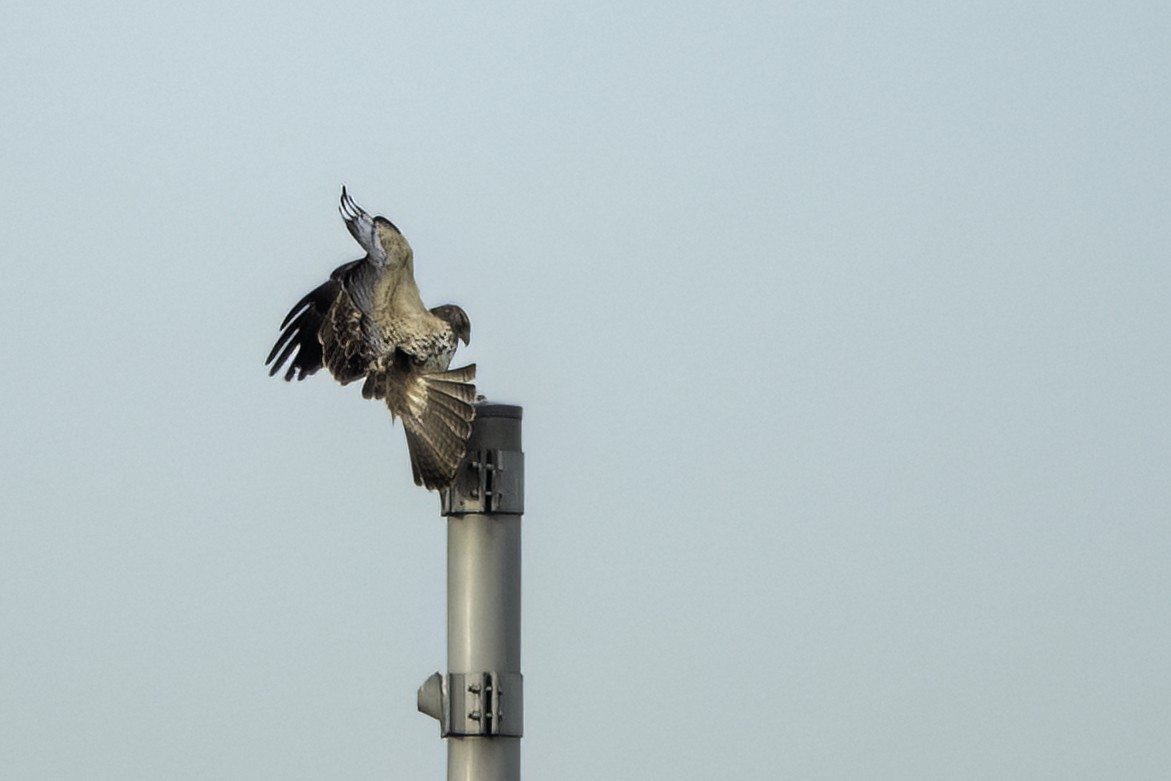 Swainson's Hawk - ML522704151