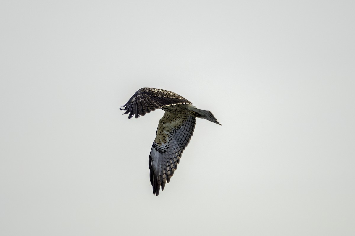 Swainson's Hawk - ML522704161