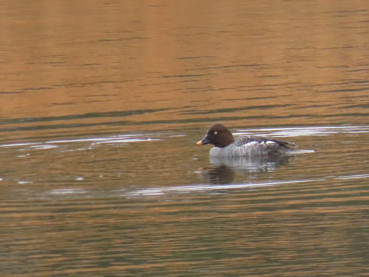 Common Goldeneye - ML522705711