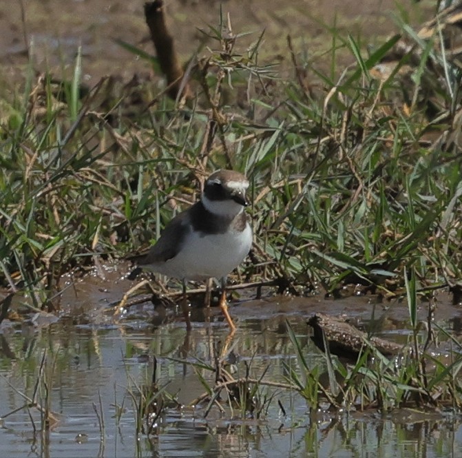 Common Ringed Plover - ML522707541