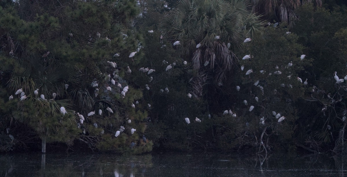 White Ibis - ML522708051