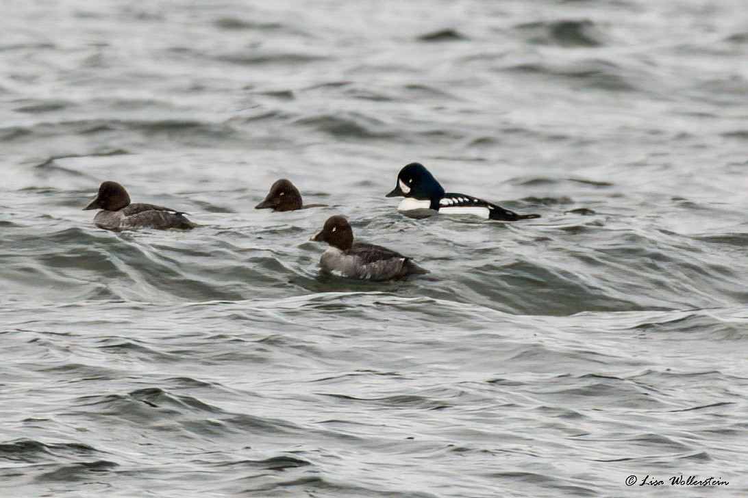 Barrow's Goldeneye - Lisa Wollerstein