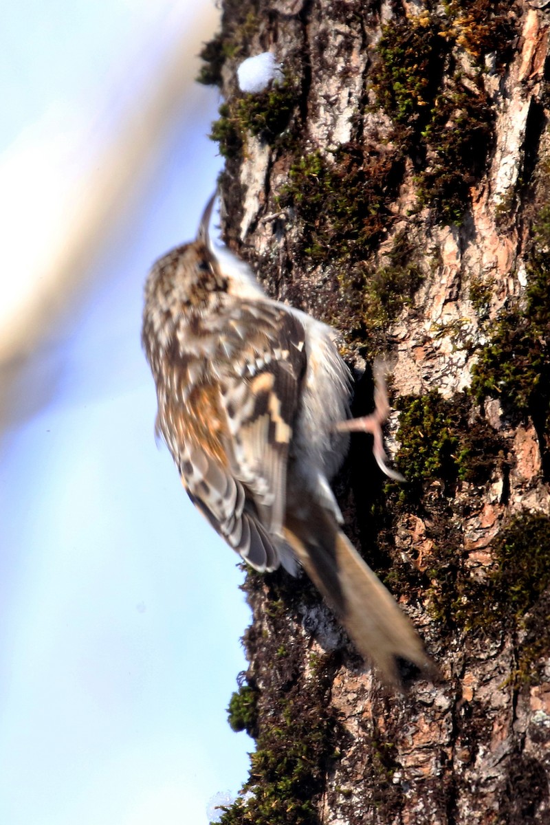 Brown Creeper - ML522709561