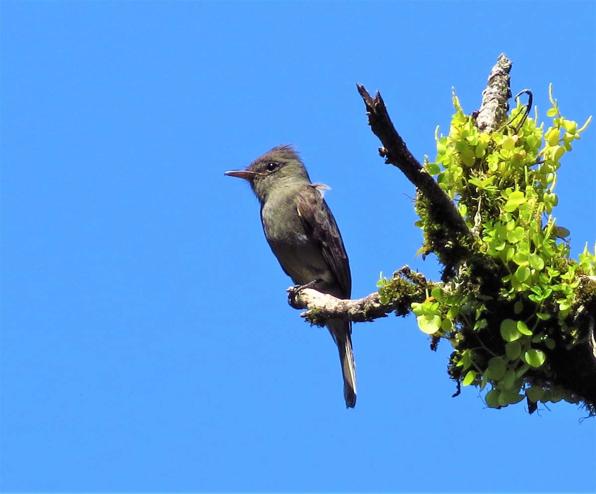 Dark Pewee - Audrey Whitlock