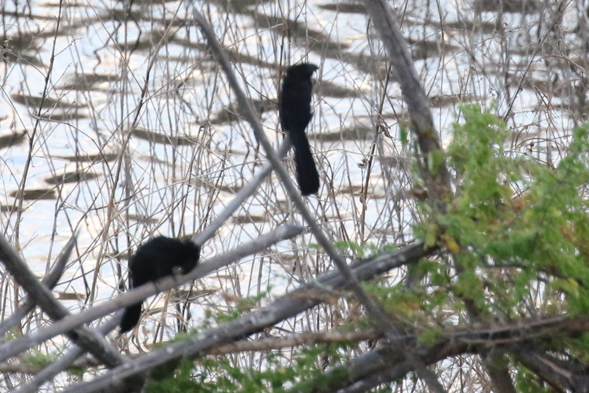 Smooth-billed Ani - ML522711321