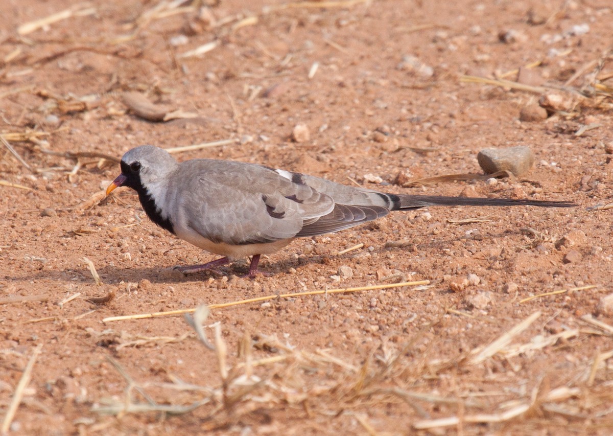 Namaqua Dove - ML52271271