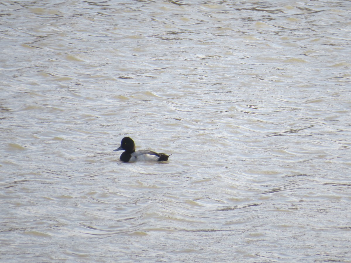 Lesser Scaup - ML522713441