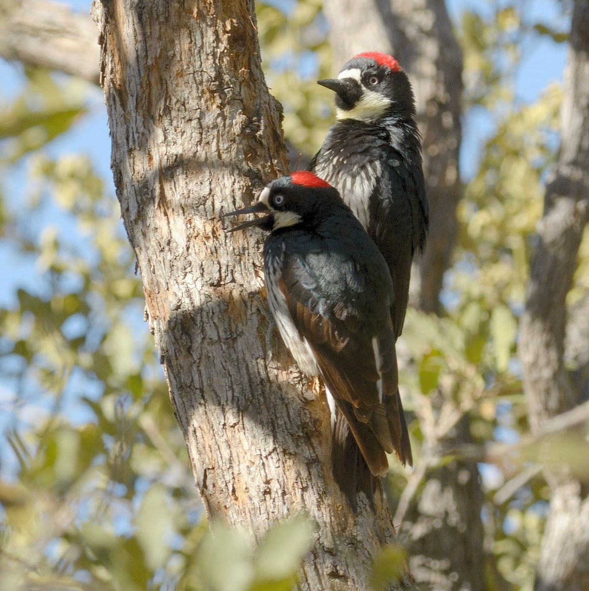 Acorn Woodpecker - Heather Pickard